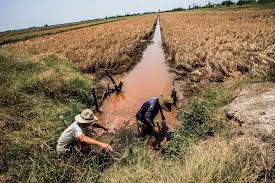 Tình hình xâm nhập mặn ở Đồng bằng sông Cửu Long